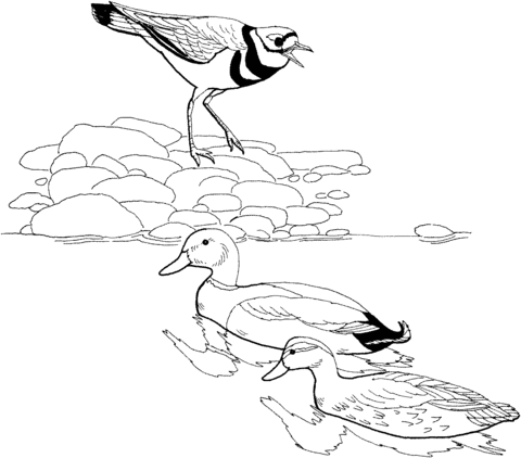 Killdeer Bird And Mallards Coloring Page